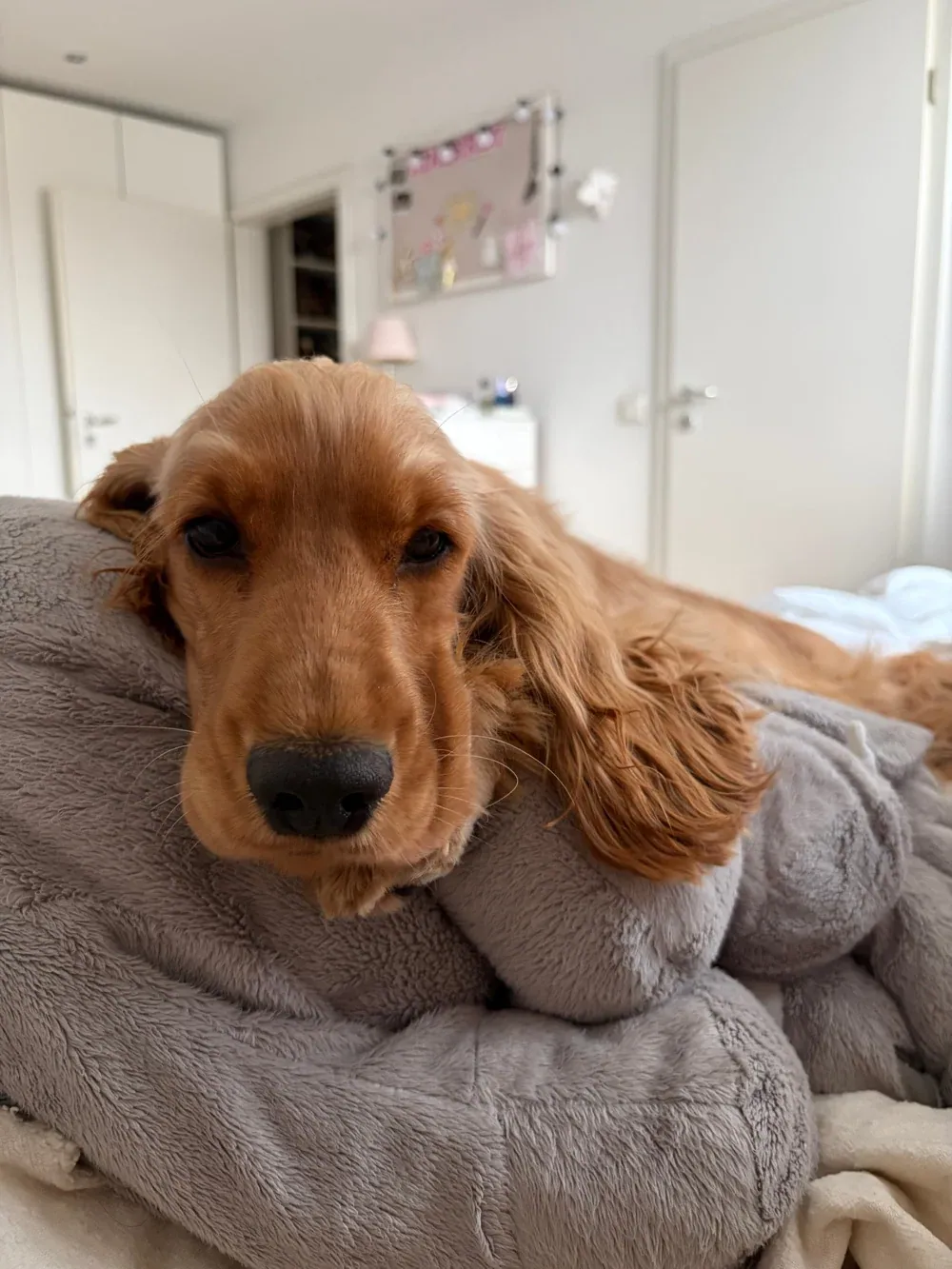 Lilly im Bett